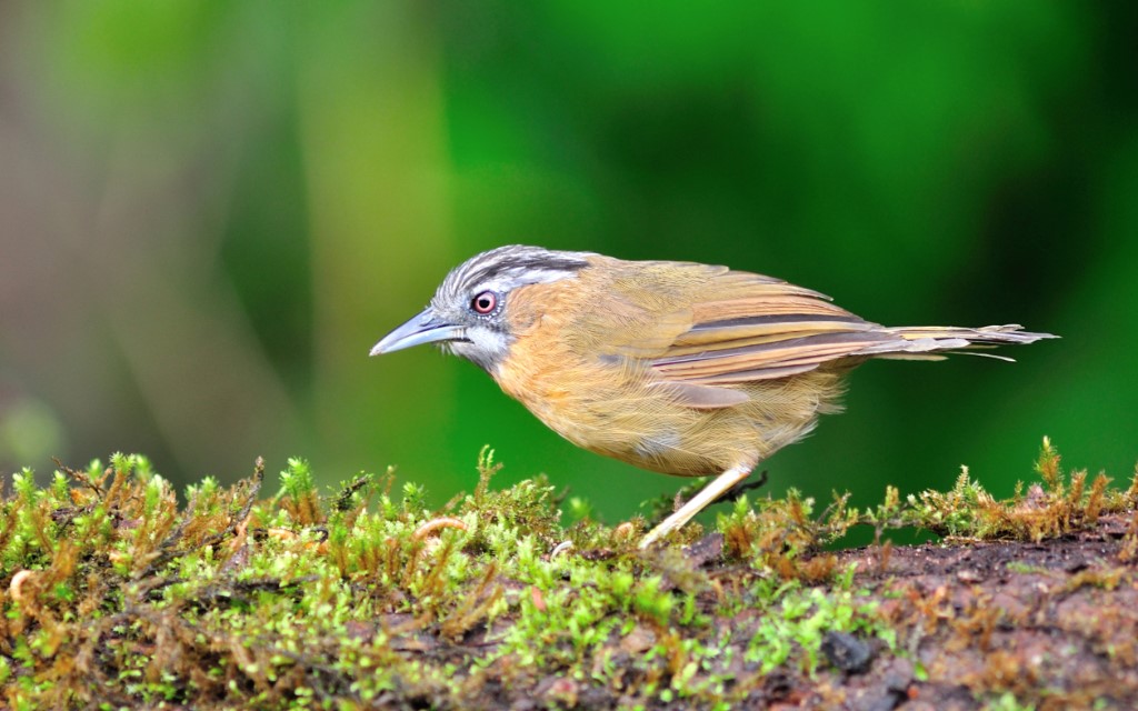 Perching Birds